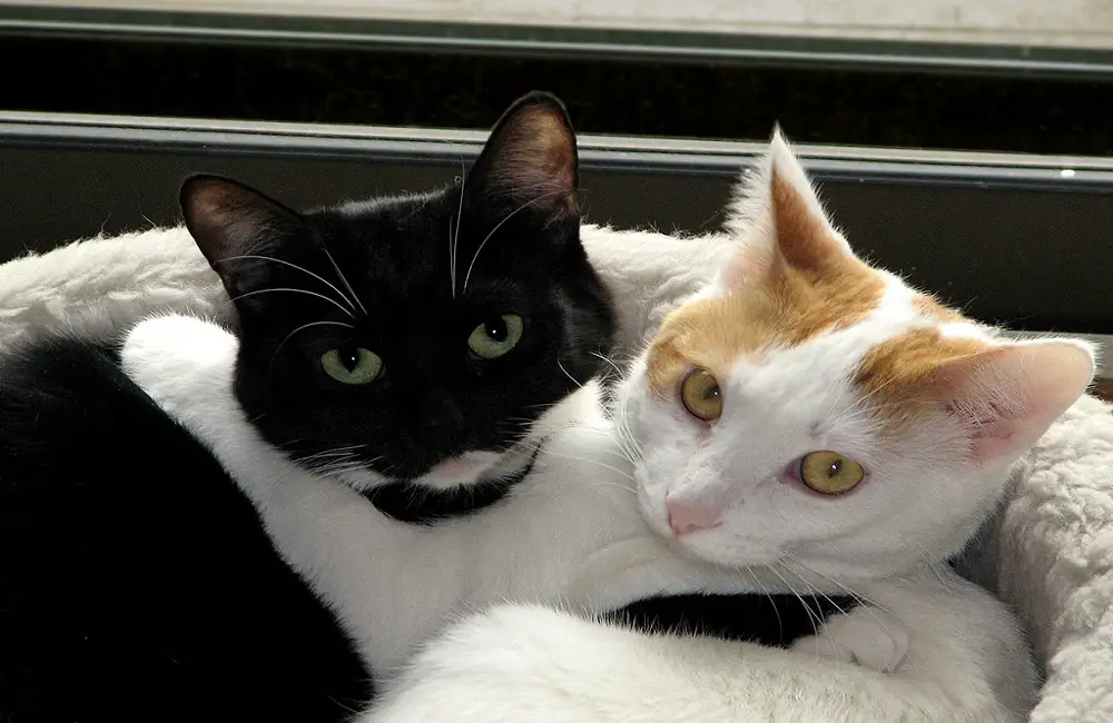 Do Cats Get Tired After Playing The Truth Animal Dome
