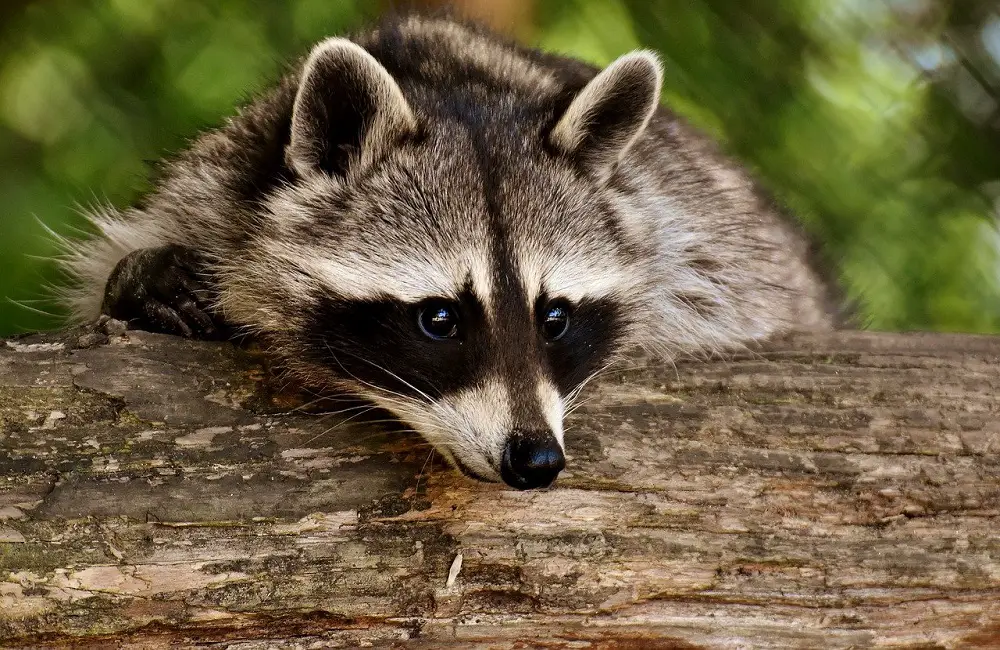 Can Raccoons Kill Ducks? Yes Or No?