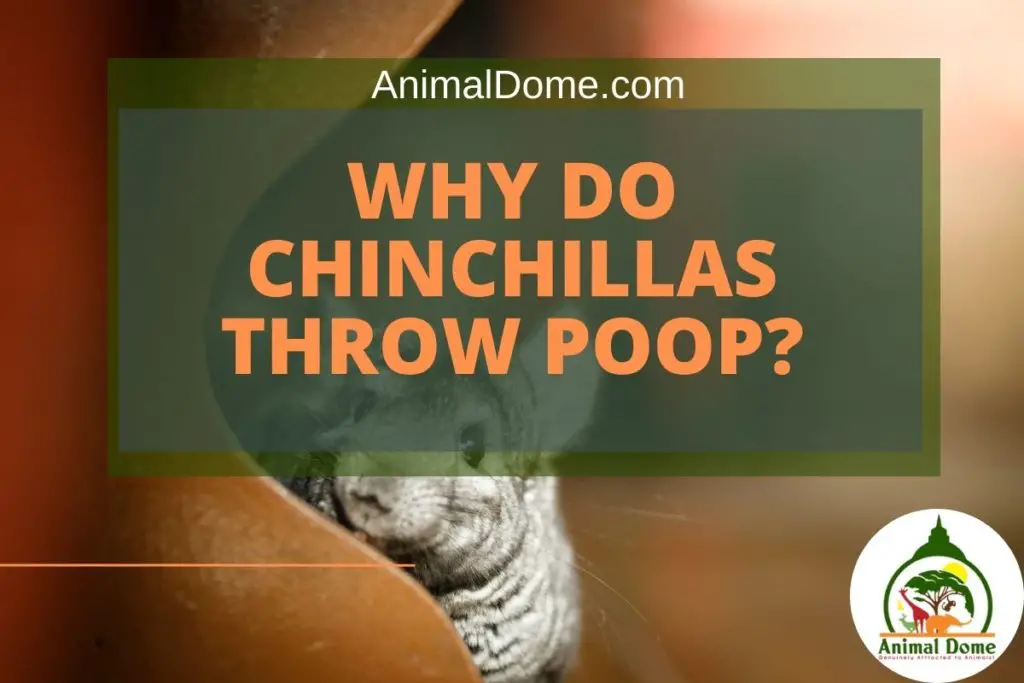 Why Do Chinchillas Throw Poop? The Truth Revealed! Animal Dome