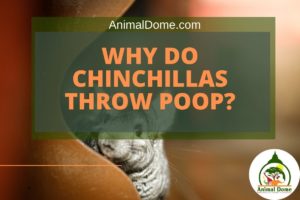 Why Do Chinchillas Throw Poop?