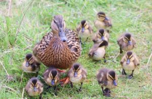 Why Do Ducks Follow You