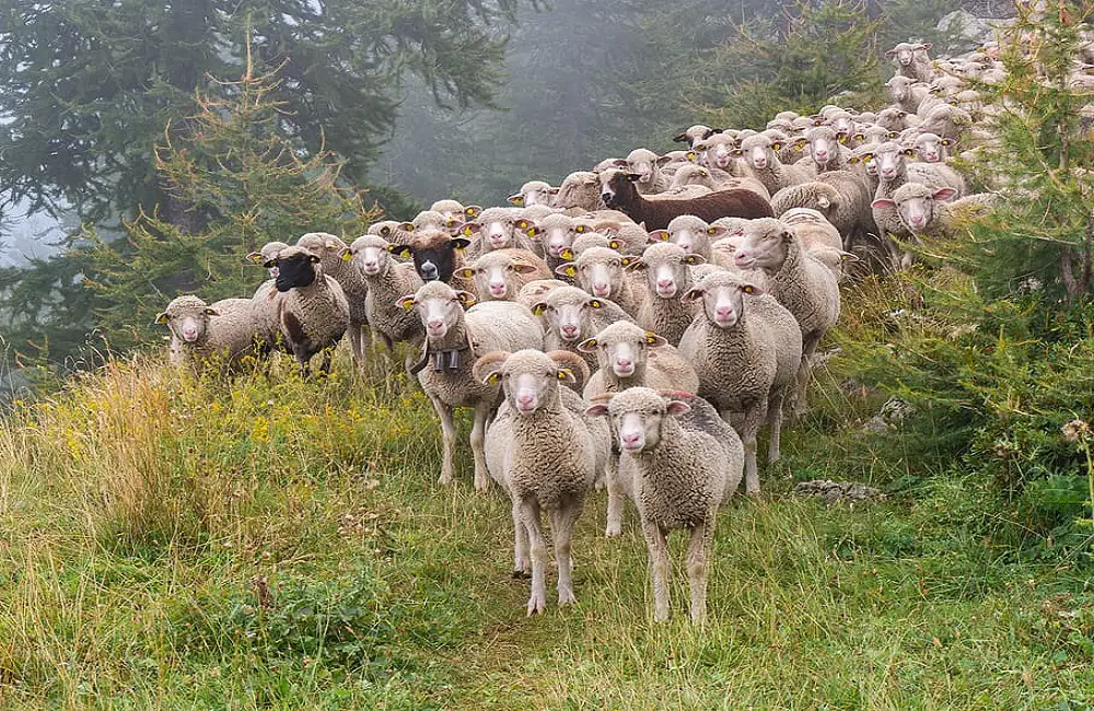 Why Do Sheep Stand Still In The Rain
