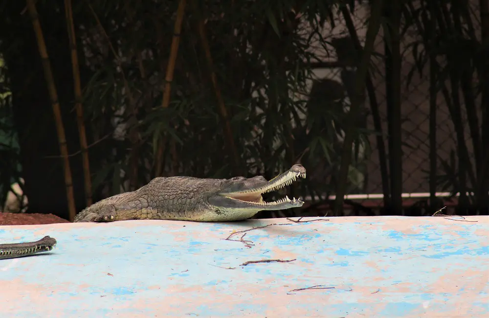 Do Crocodiles Move Slowly Over Land