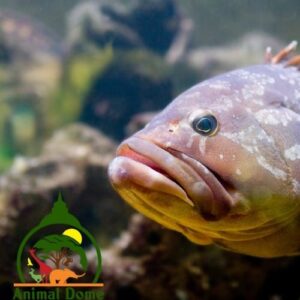 18 Types Of Fish That Can Be Found In The River (With Pictures ...