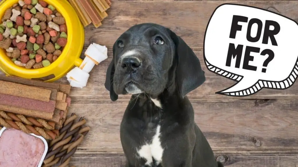 6 Best Wet Dog Food for Great Danes [2022 Reviews] Animal Dome