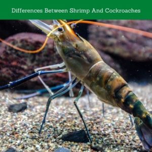 Why Are Shrimp Called The Cockroaches Of The Sea? [Explained] - Animal Dome