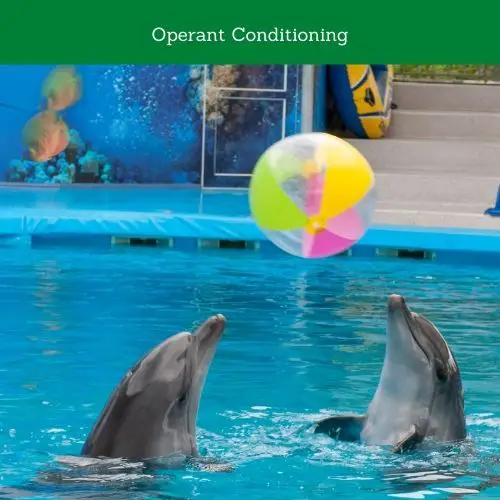 Operant Conditioning of Dolphins
