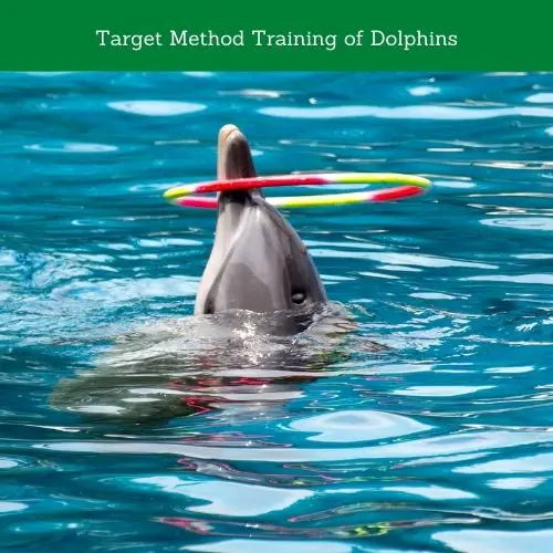 Target Method Training of Dolphins