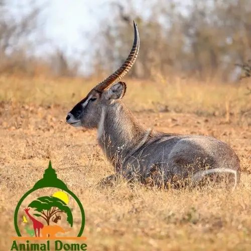 Waterbuck in The Lion King Movie