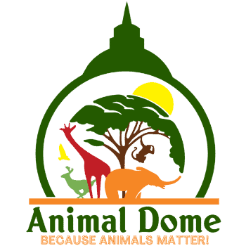 Animal Dome