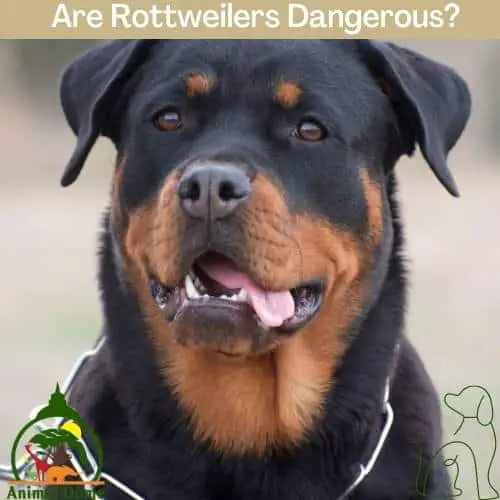 Are Rottweilers Dangerous?
