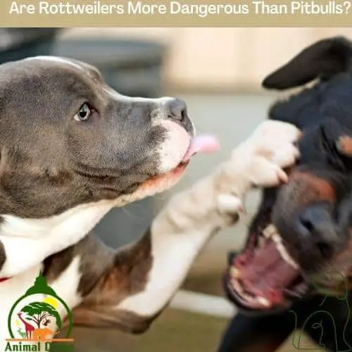 Are Rottweilers More Dangerous Than Pitbulls?