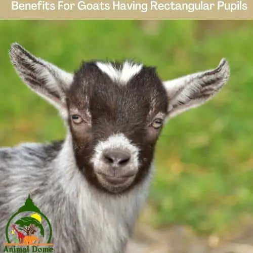 Benefits For Goats Having Rectangular Pupils