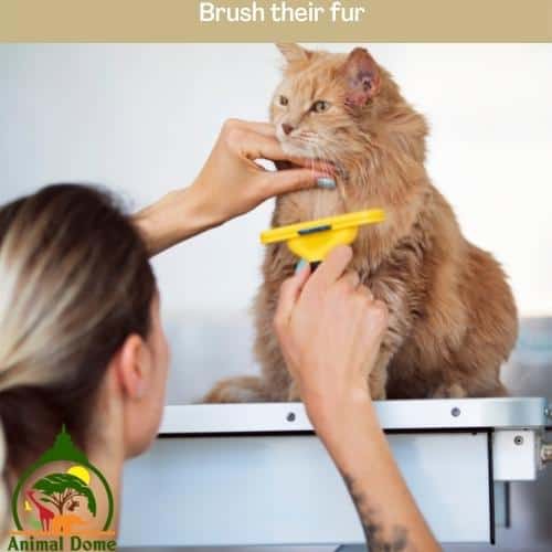 Brush their fur