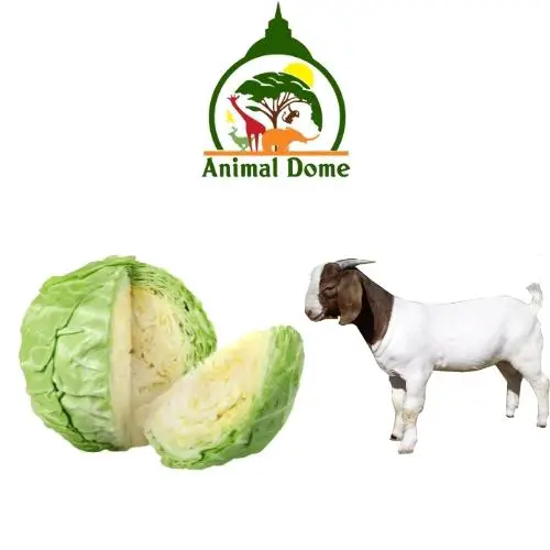 Can Goats Eat Cabbage?