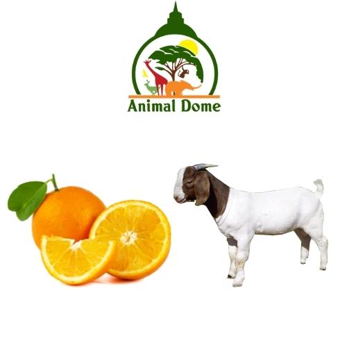 Can Goats Eat oranges?