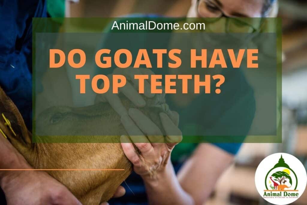 Do Goats Have Top Teeth? Bahhh No! (Read Why) Animal Dome