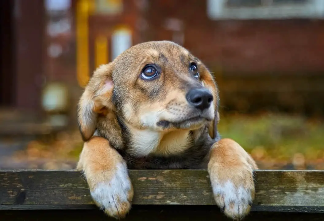 How to Care For A Great Dane Puppy 5 Steps (2022) Animal Dome