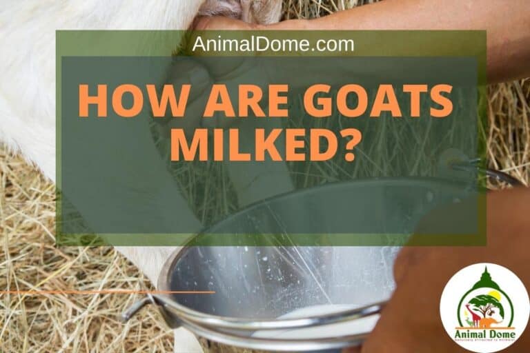 How Are Goats Milked? Animal Dome