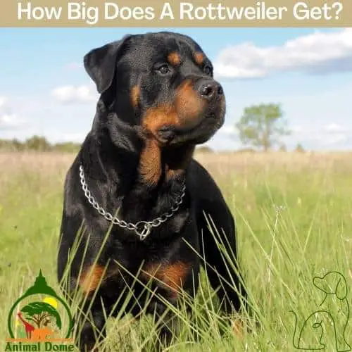 How Big Does A Rottweiler Get?