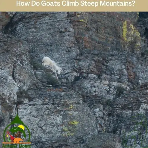 How Do Goats Climb Steep Mountains?