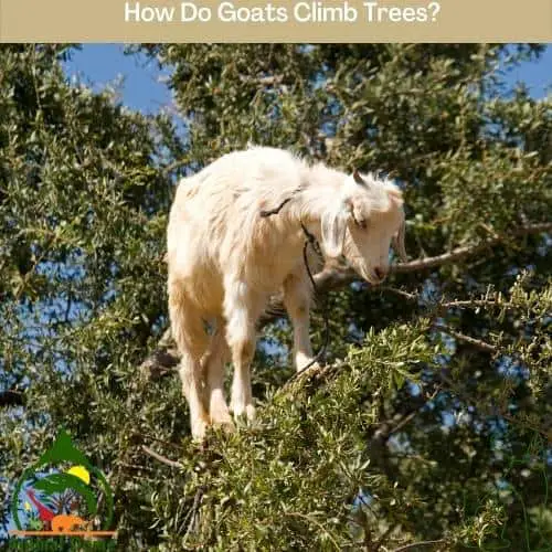 How Do Goats Climb Trees?