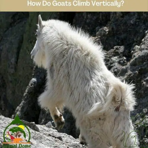 How Do Goats Climb Vertically?