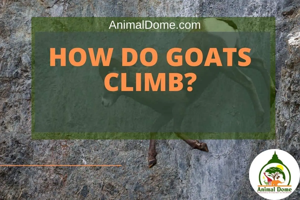 How Do Goats Climb?