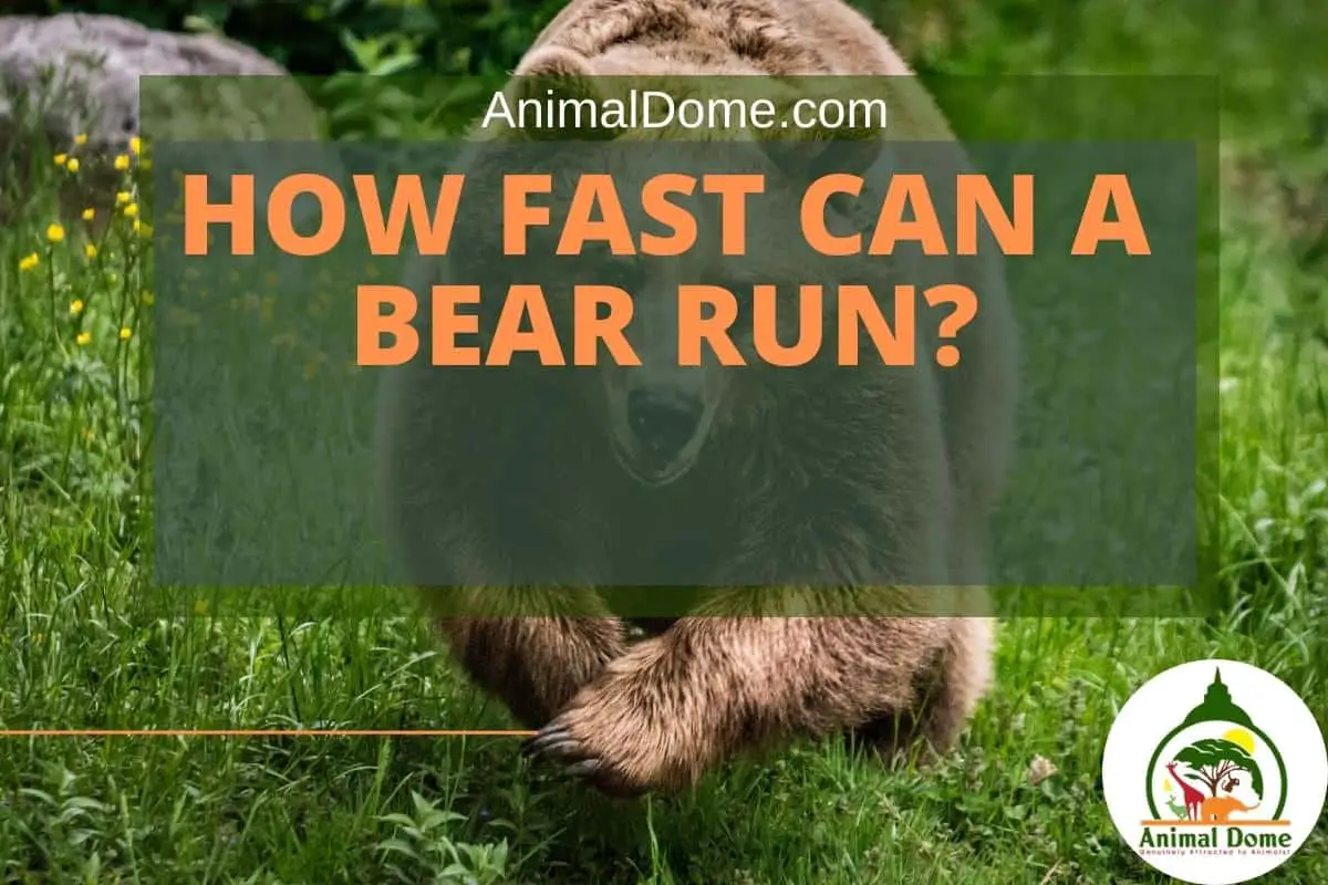 How Fast Can A Bear Run?