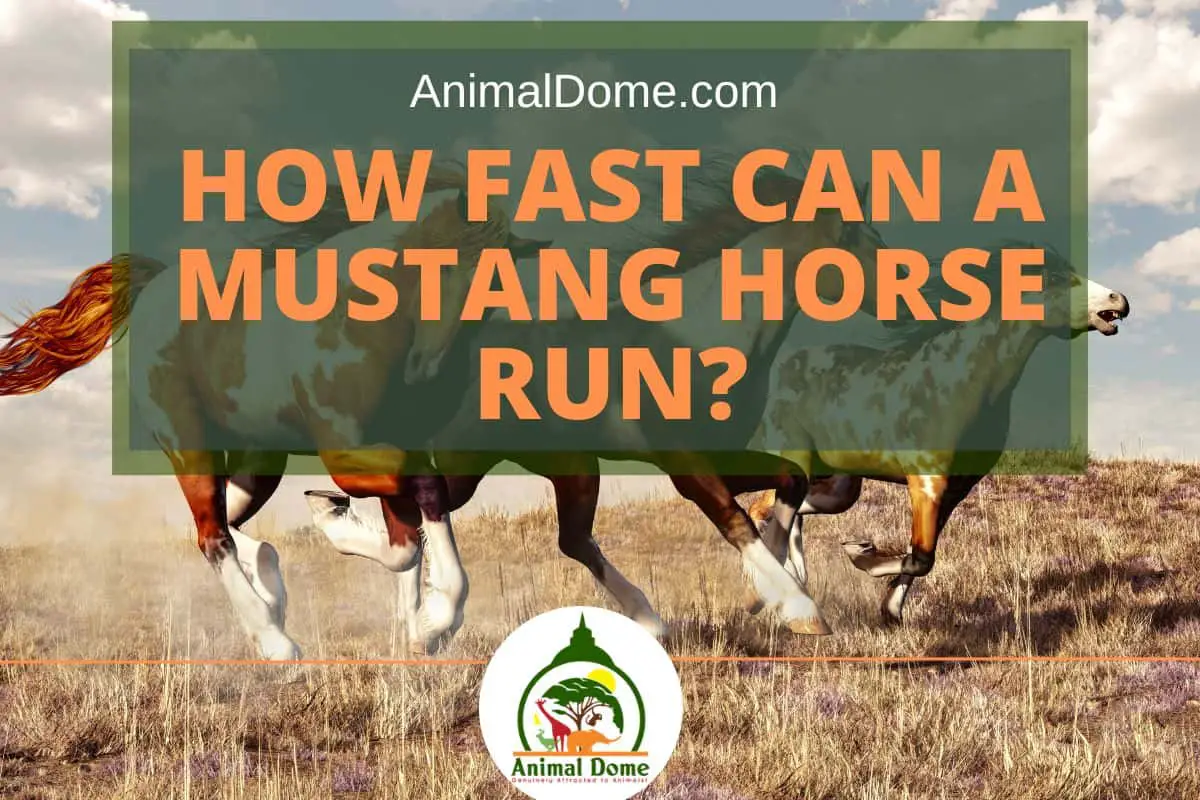 How Fast Can a Mustang Horse Run?