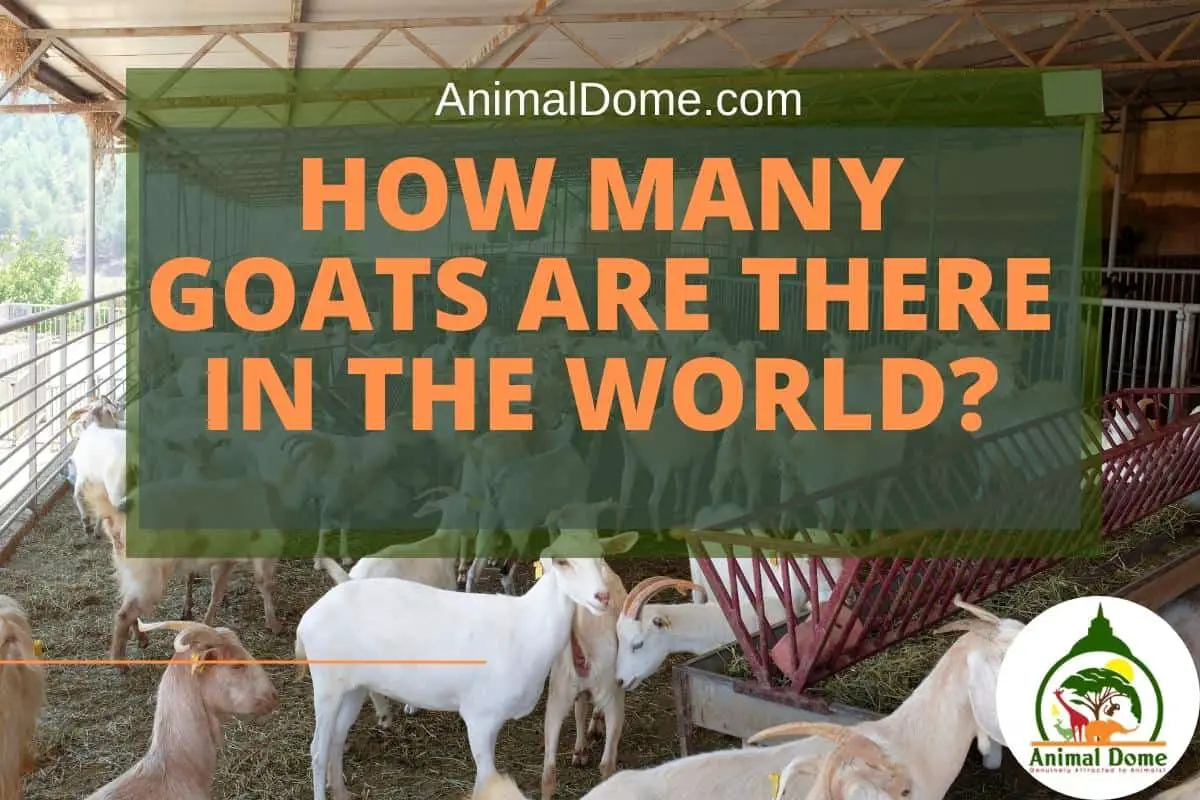 How Many Goats Are There In The World? USA?