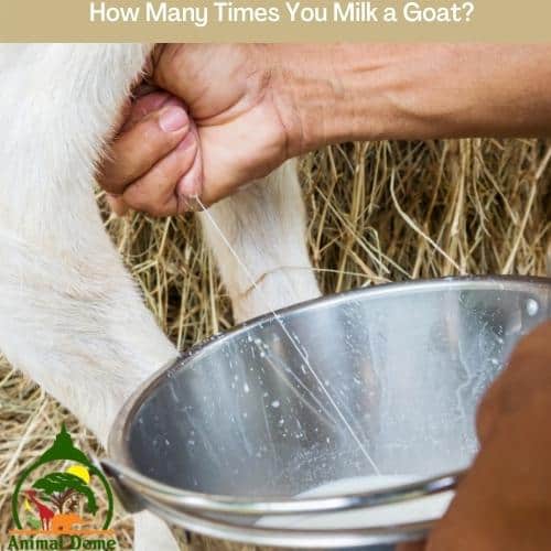 How Many Times You Milk a Goat?