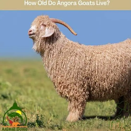 How Old Do Angora Goats Live?