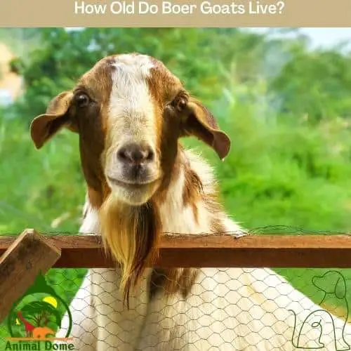 How Old Do Boer Goats Live?