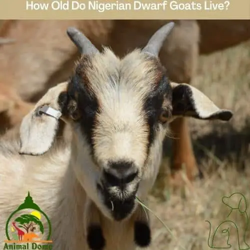 How Old Do Kiko Goats Live?