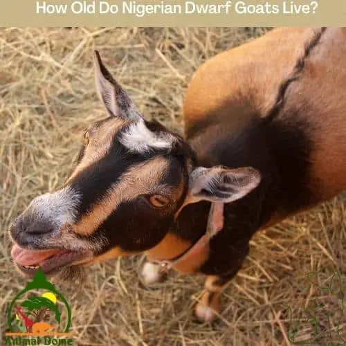 How Old Do Nigerian Dwarf Goats Live?