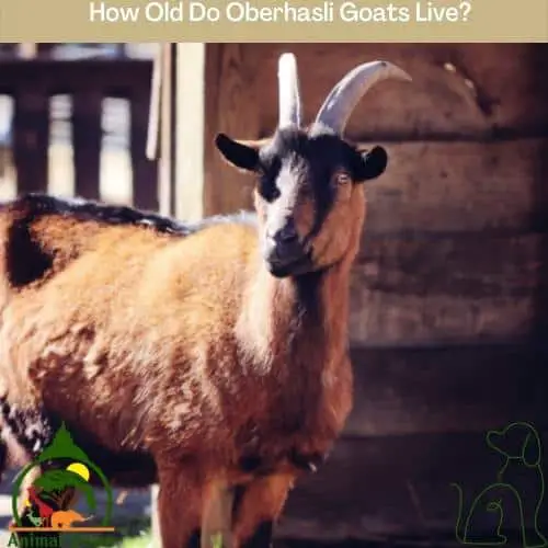 How Old Do Oberhasli Goats Live?