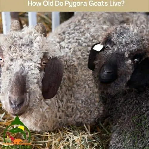 How Old Do Pygora Goats Live?