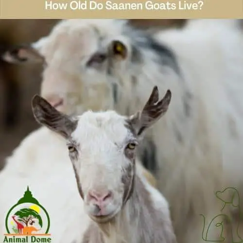 How Old Do Saanen Goats Live?