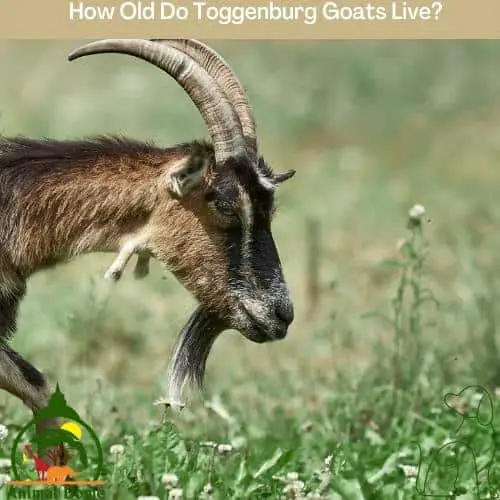 How Old Do Toggenburg Goats Live?