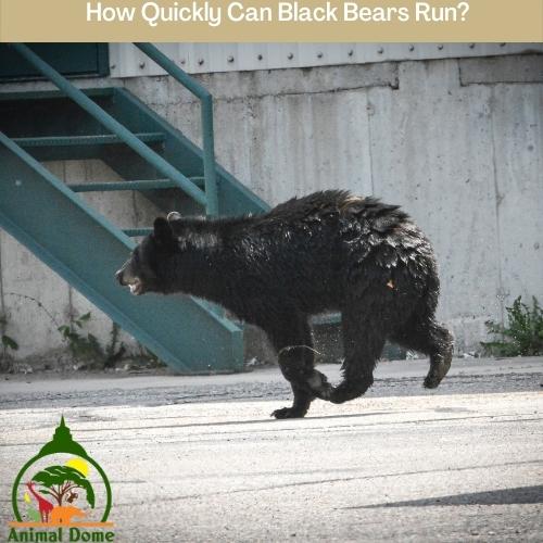 How Quickly Can Black Bears Run?