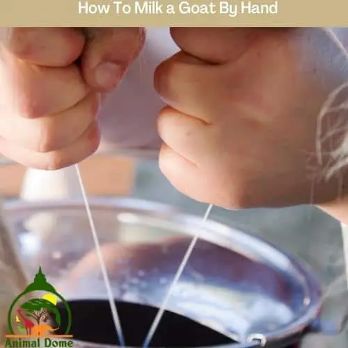 How To Milk a Goat By Hand