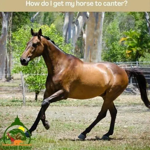 How do I get my horse to canter?