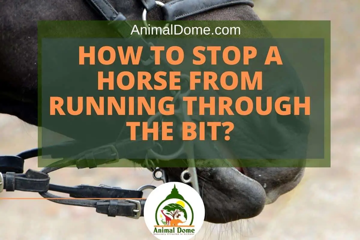How to Stop a Horse From Running Through the Bit?