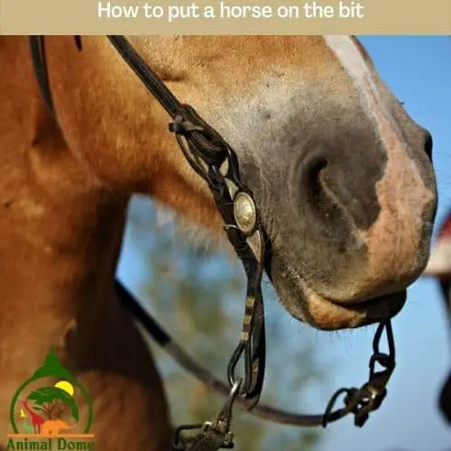 How to put a horse on the bit