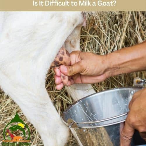 Is It Difficult to Milk a Goat?