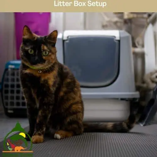 Litter Box Setup