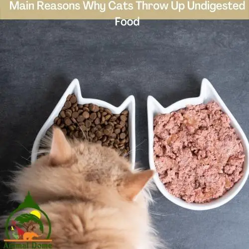 Main Reasons Why Cats Throw Up Undigested Food