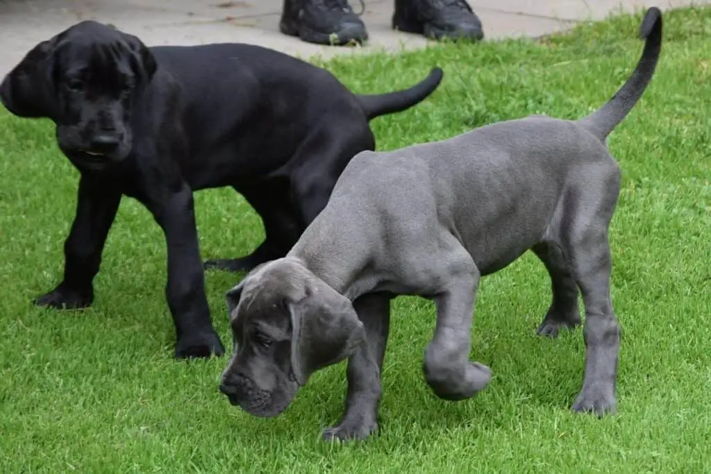 The Best Food for Great Dane Puppies