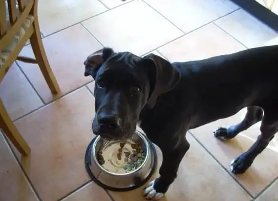 The Ultimate Secrets To FEED A GREAT DANE PUPPY In 2022